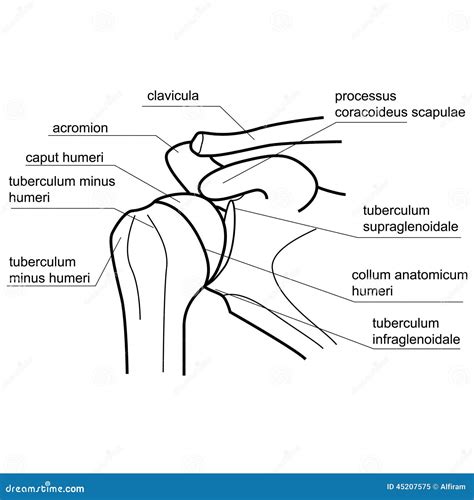 Structure D Os De L Articulation De L Paule Illustration De Vecteur