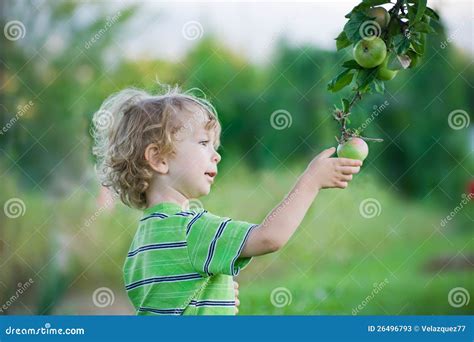 Child picking an apple stock image. Image of healthy - 26496793