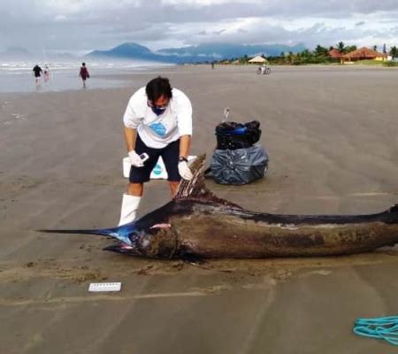 Peixe gigante raríssimo de mais de 3 metros é achado em praia de SP