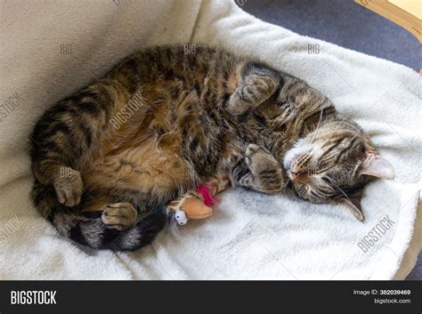 Relaxed Happy Cat Image And Photo Free Trial Bigstock