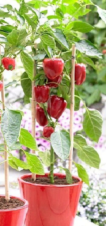 Growing Bell Peppers In Pots How To Grow Bell Peppers In Containers