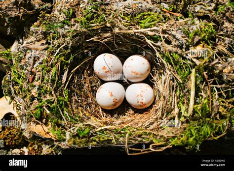 Flycatcher Eggs In Nest Stock Photo Alamy