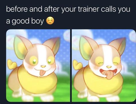 Hello Everyone Welcome To Your Daily Dose Of Yamper Memes Rpokememes