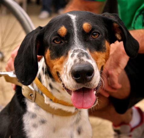 How To Get A Dog Used To Wearing A Collar And Leash Pethelpful