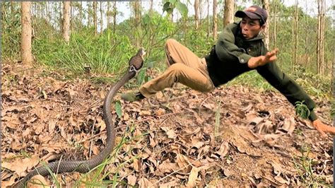 The Suffocating Confrontation Between 2 Hunters And The Fierce King