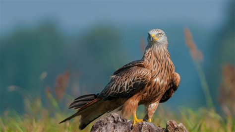 Red Kite Bird Facts | Milvus Milvus