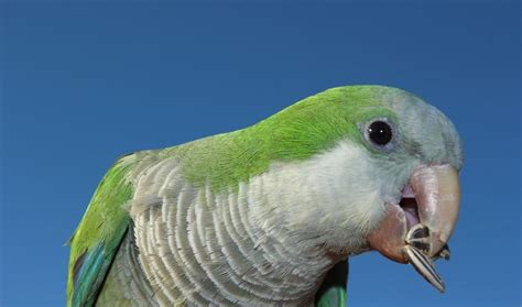 The Monk Parakeet All You Need To Know About This Lovely Tiny Bird