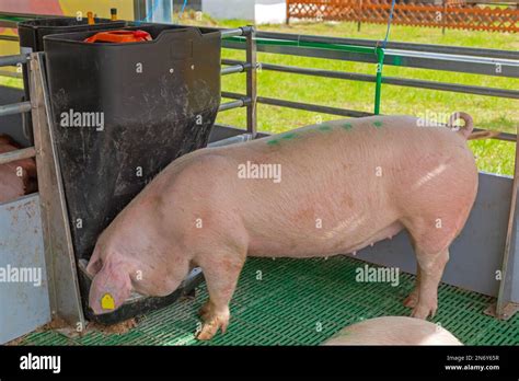 Automatic Pig Feeder Device At Modern Animal Farming Stock Photo Alamy