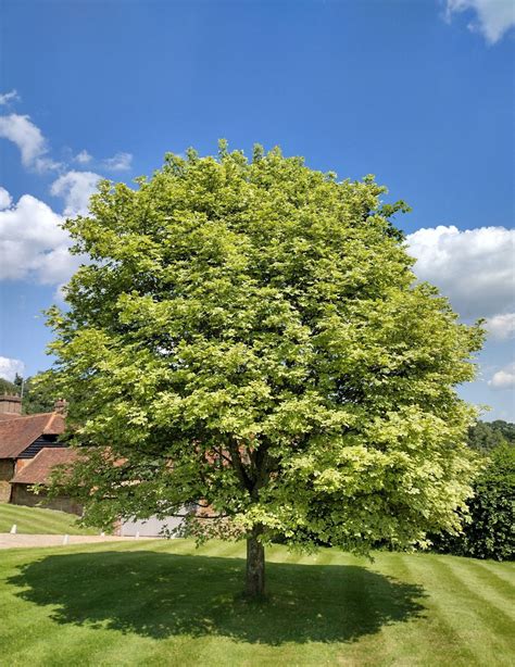 Acer Platanoides Trees And Shrubs Online