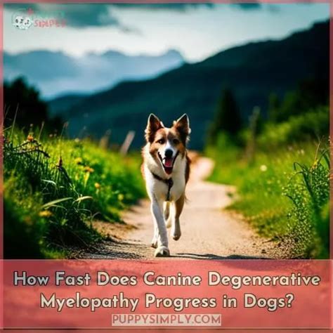 When To Euthanize A Dog With Dm 2021 Guide