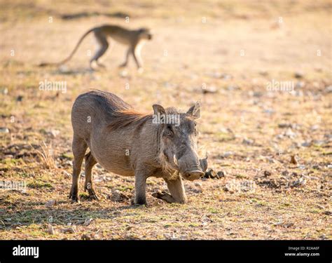 South Luangwa Wildlife (Zambia Stock Photo - Alamy