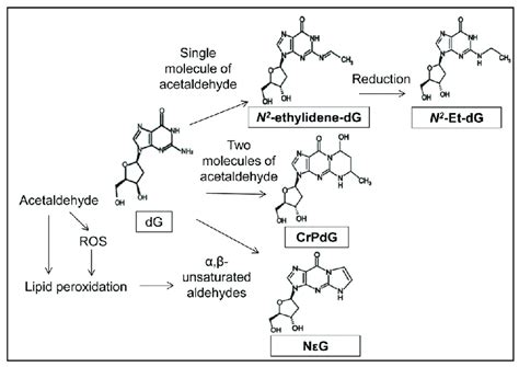 Formation Of Acetaldehyde Mediated Dna Adducts A Single Molecule Of Download Scientific