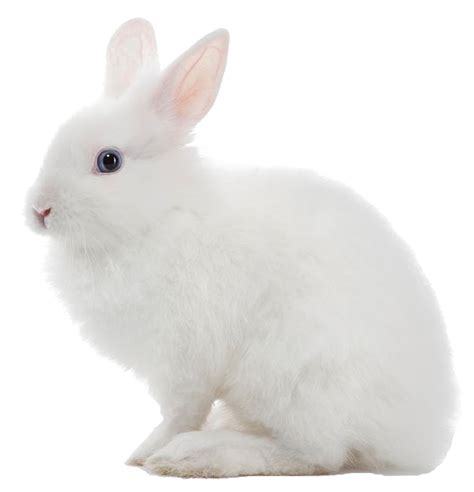 Cute White Rabbit