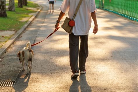 犬の散歩がめんどくさい人必見！毎日の散歩を楽しくする方法教えます！ 信頼のおける高品質クマザサエキスをご提供。熊笹専門店ササランド