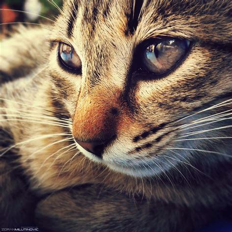 Thoughtful Cat By Zoran Milutinovic Cats Beautiful Cats Pretty Cats