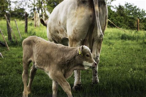 cow with calf - Photo #2578 - motosha | Free Stock Photos