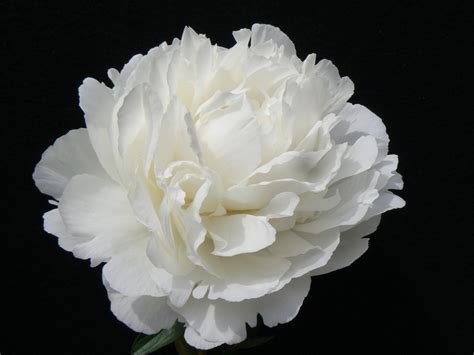 Peony Elsa Sass For Professionals P Aker Website The Quality Supplier