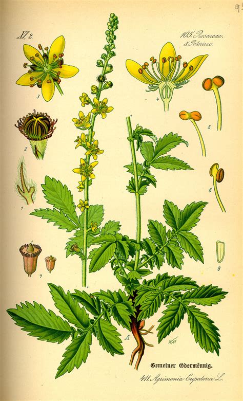 Agrimonia eupatoria – Agrimony – Art of Craft