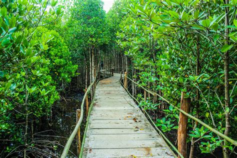 Mangrove Boardwalk Thompson Earth Systems Institute