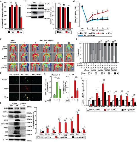 Salidroside Specific Inhibitory Effect On Phd3 Promotes Download Scientific Diagram