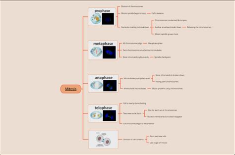 Mitosis Concept Map Hot Sex Picture