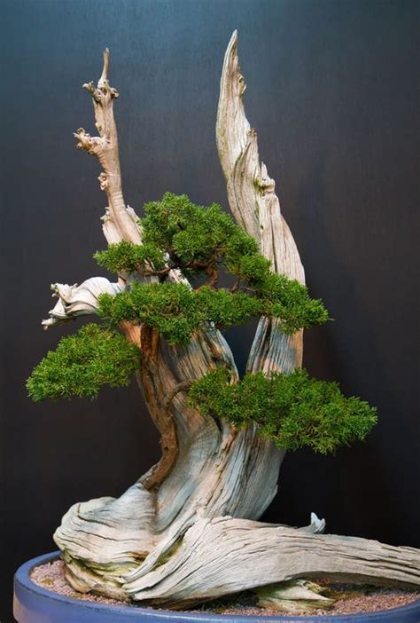 Bonsai Study Photo By Kevin Mccarthy National Geographic Your Shot