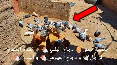 حصيلة بيض🥚 دجاج البلدي🐔 اطعام الحمام الزاجل🕊️ و دجاج الفيومي🐔 و