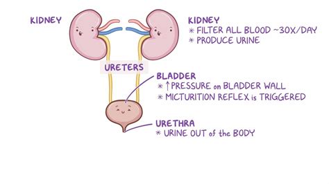 Renal System Anatomy And Physiology Video Anatomy Osmosis