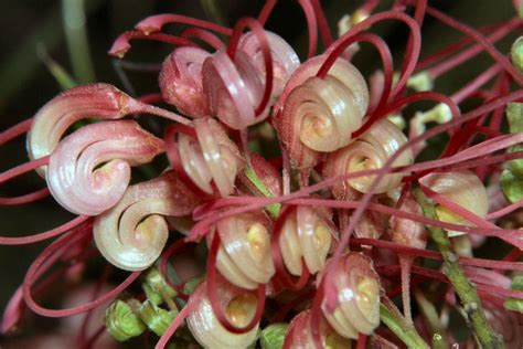 The Evolution of Proteaceae, in Flower and Leaf