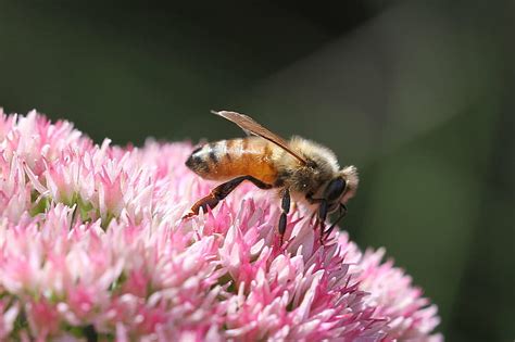 Hd Wallpaper Honey Bee Bee Perched On Pink Flower Selective Focus