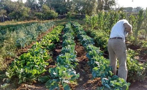 La agricultura de base agroecológica una opción de futuro Agrovisión