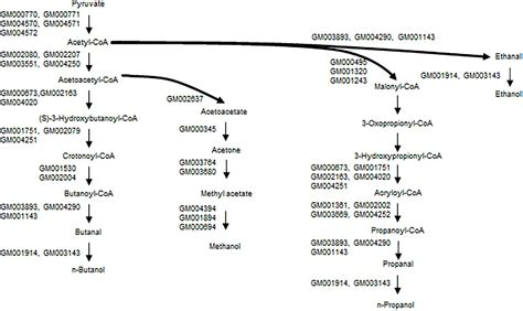 Frontiers Genomic Analysis Of Microbulbifer Sp Strain A B And The