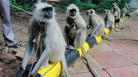 Delhi Deploys Monkeys As Security Guards