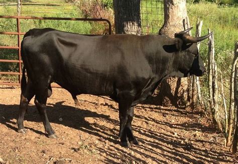 8 Bred Braford Heifers Texas Artofit