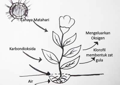 Fotosintesis Pada Tumbuhan