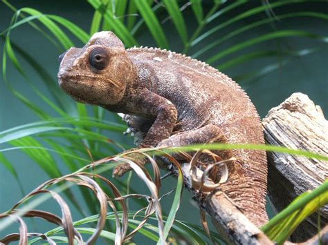 Oustalets Chameleon Oustalets Chameleon Aka Giant Madagascar