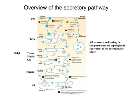 Ppt Intracellular Vesicular Traffic I The Secretory Pathway Powerpoint Presentation Id 153666