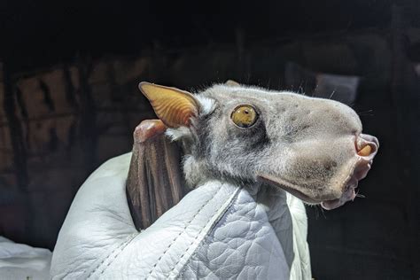 This honking hammerhead bat has the world’s strangest nostrils | BBC Science Focus Magazine