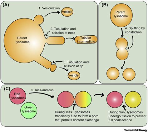 Lysosome Fission Planning For An Exit Trends In Cell Biology