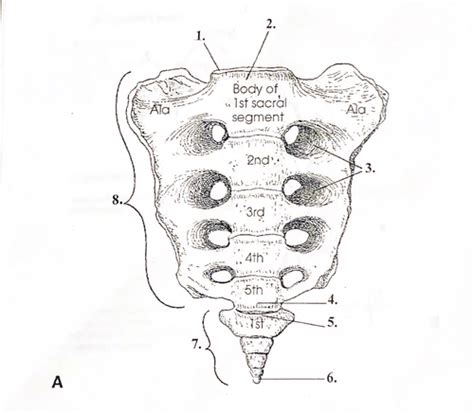 Sacrum And Coccyx Labeling Flashcards Quizlet