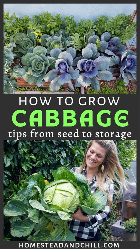 How To Grow Cabbage Seed To Harvest The Ultimate Guide Vegetable Garden For Beginners