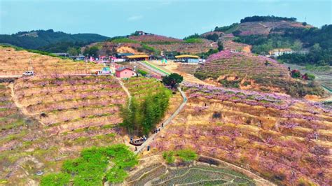 福见古田·桃源探花——古田乡村振兴盛会际面桃花节胜利开幕澎湃号·政务澎湃新闻 The Paper