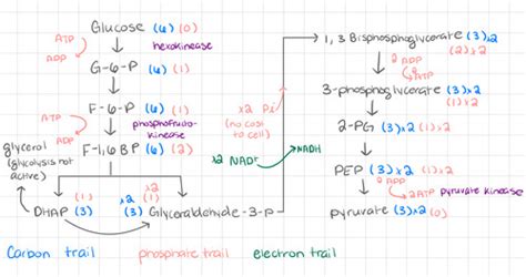 Cell Bio Test 2 Flashcards Quizlet