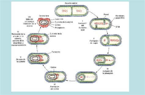 U4 Bacterias Conceptos Generales Bacterias Transmitidas Por