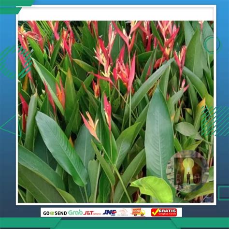 Jual Heliconia Tanaman Hias Pisang Pisangan Shopee Indonesia