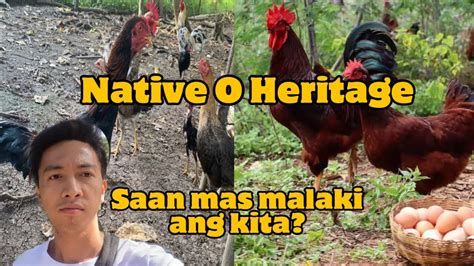 SAAN MAS MALAKI ANG KITA SA HERITAGE O SA NATIVE CHICKEN YouTube