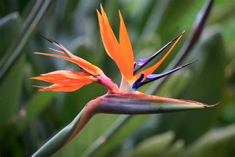 Bird Of Paradise Strelitzia Plant Guide Bbc Gardeners World Magazine