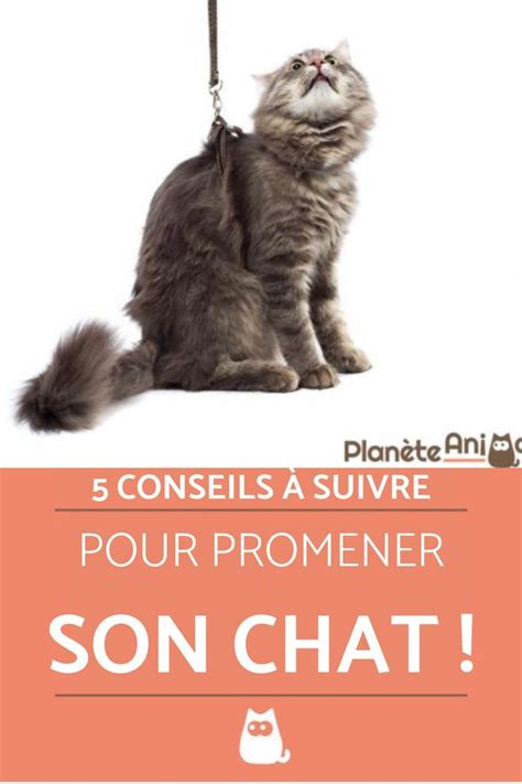 Comment Promener Son Chat En Laisse Chat Astuces Pour Chat Comme