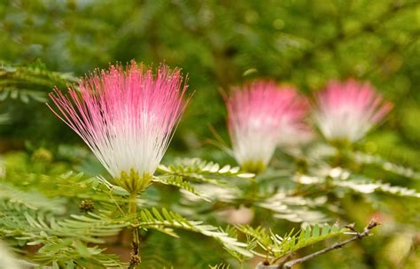 Les Avantages Et Inconv Nients De L Albizia Arbre Soie Voici Ce