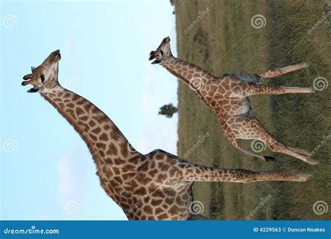 Baby Giraffe and Mom stock image. Image of plains, adult - 4229563